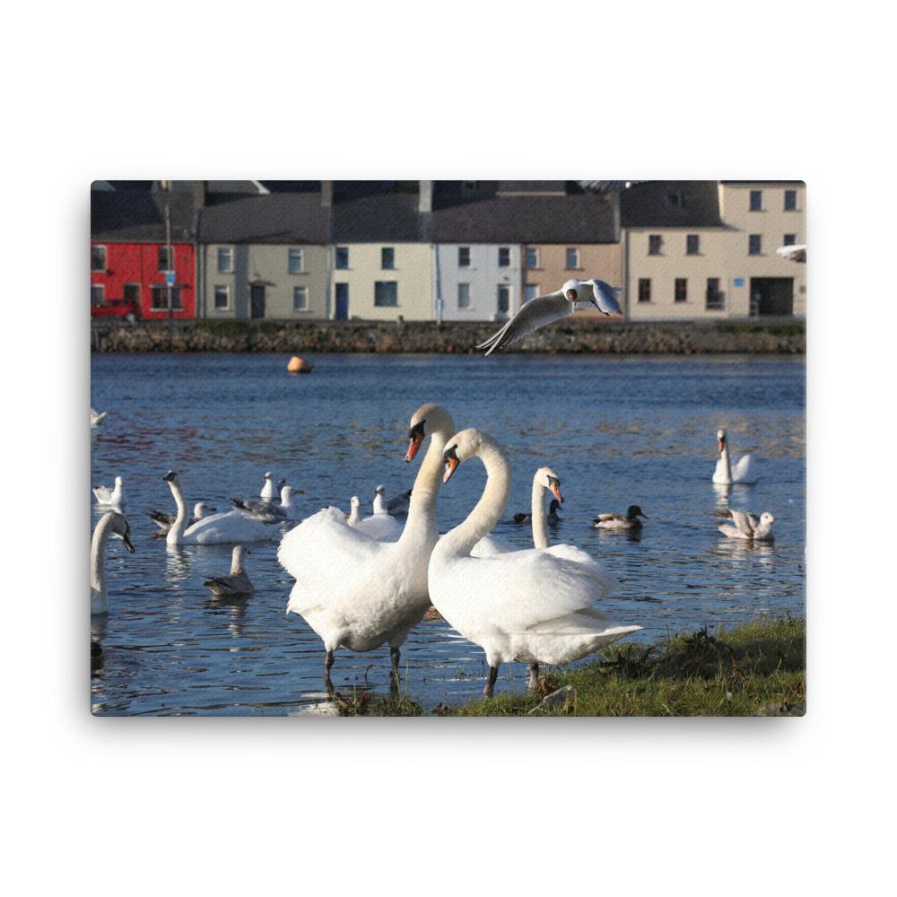 Swans Meet At Claddagh Galway Canvas