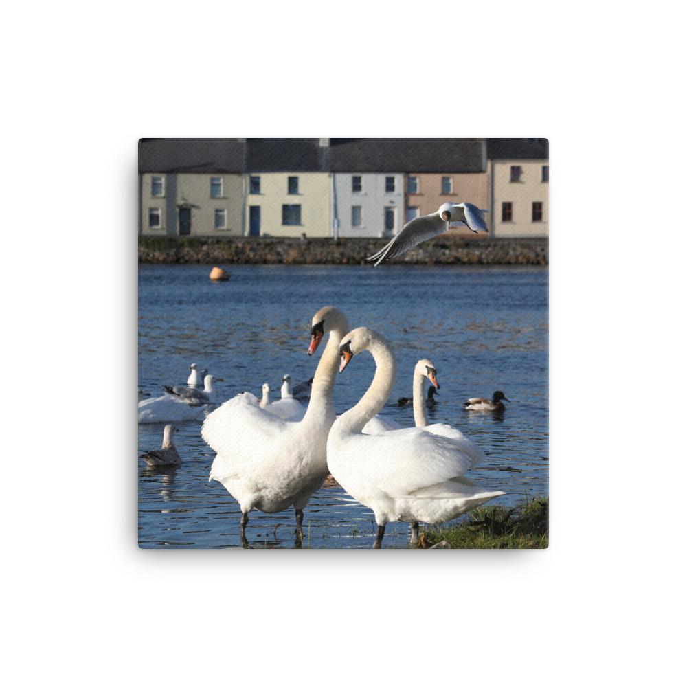Swans Meet At Claddagh Galway Canvas
