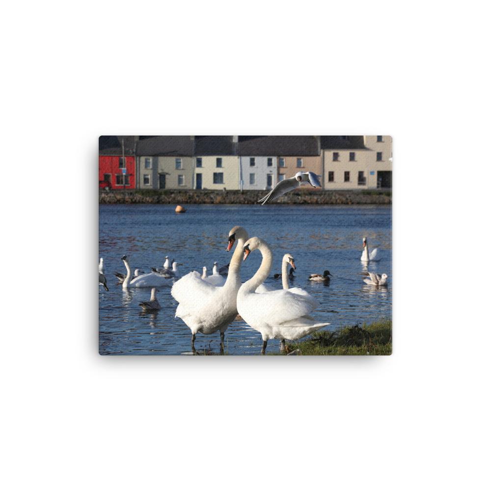 Swans Meet At Claddagh Galway Canvas