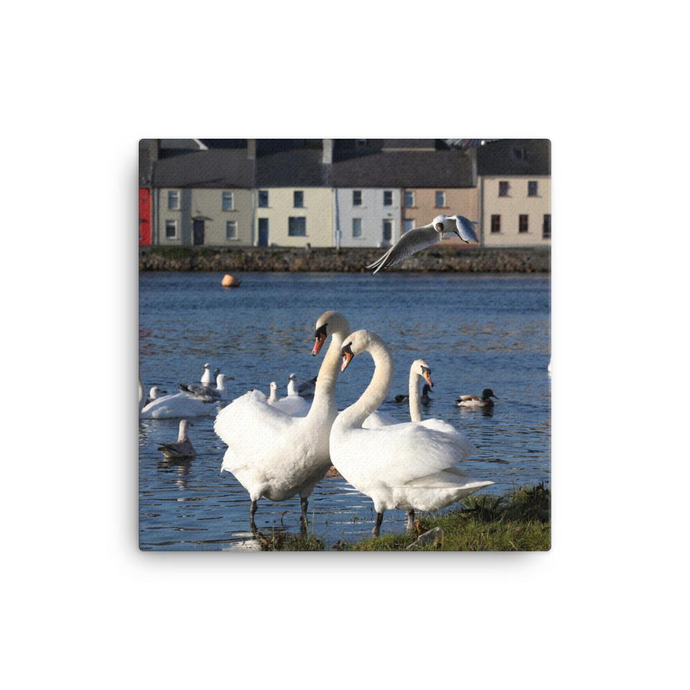 Swans Meet At Claddagh Galway Canvas