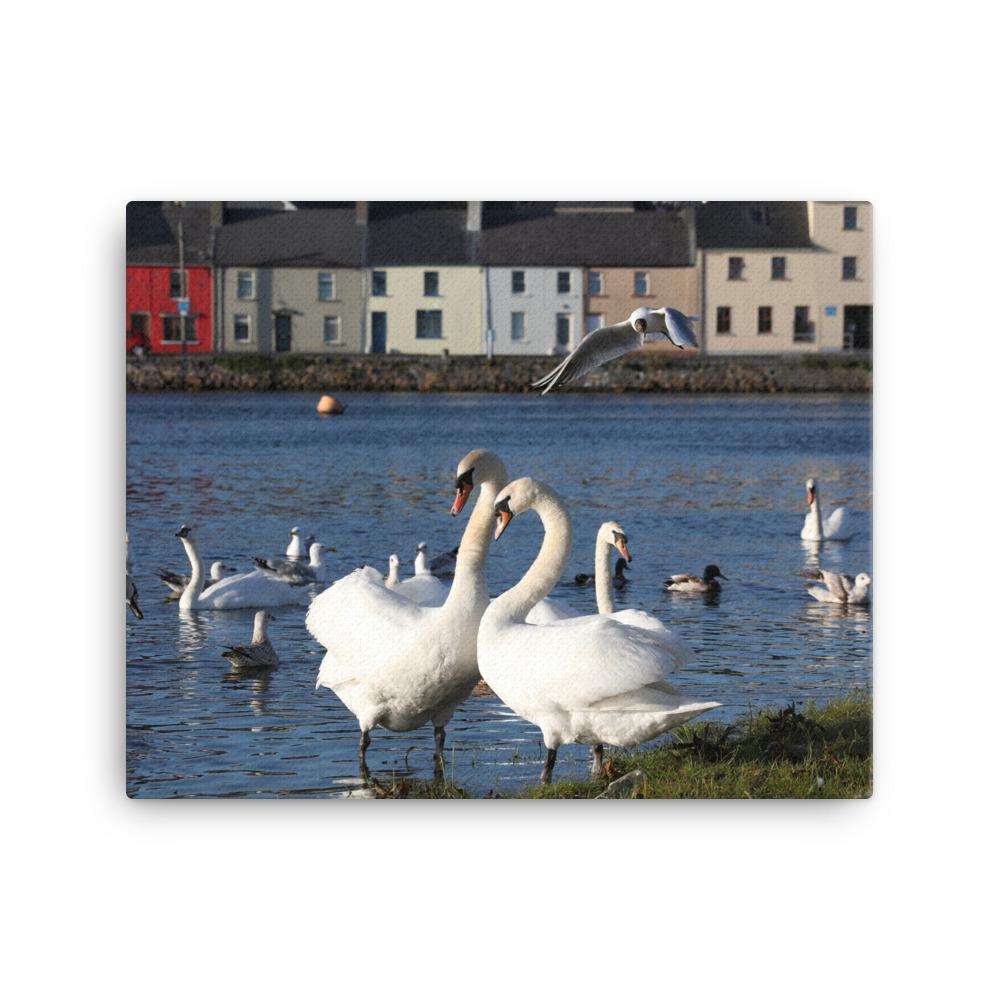 Swans Meet At Claddagh Galway Canvas