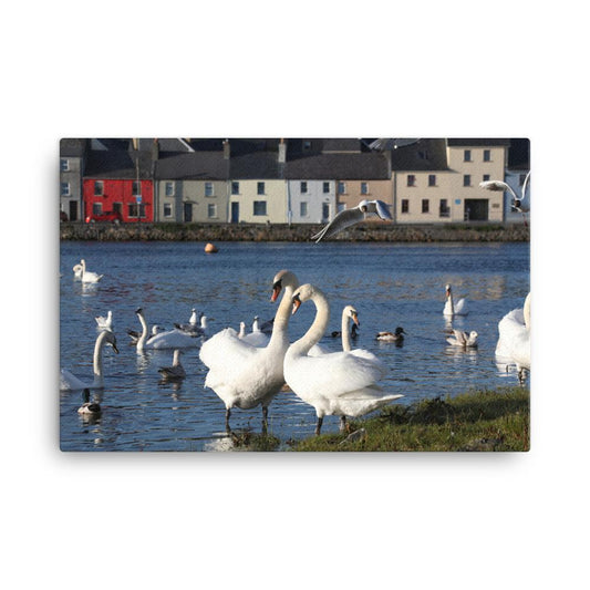 Swans Meet At Claddagh Galway Canvas
